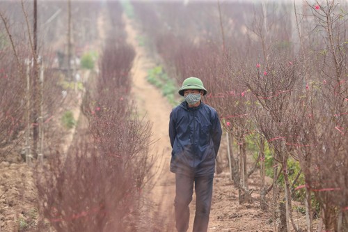 Der Anbau von Pfirsichbäumen und Kumquatbäumen läuft auf Hochtouren vor dem Neujahrsfest - ảnh 1