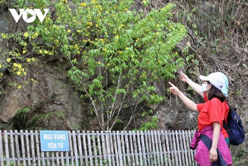 Gelbe Aprikosenblüte im heiligen Berg Yen Tu - ảnh 10