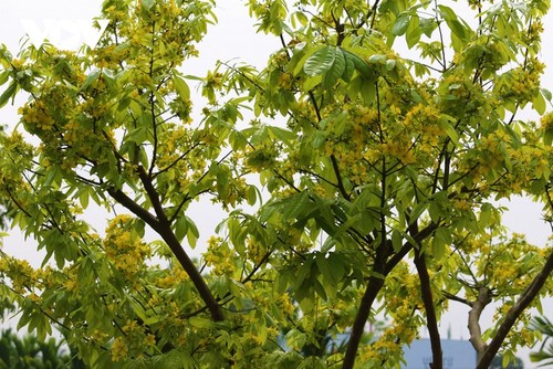 Gelbe Aprikosenblüte im heiligen Berg Yen Tu - ảnh 1