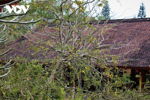 Gelbe Aprikosenblüte im heiligen Berg Yen Tu - ảnh 7