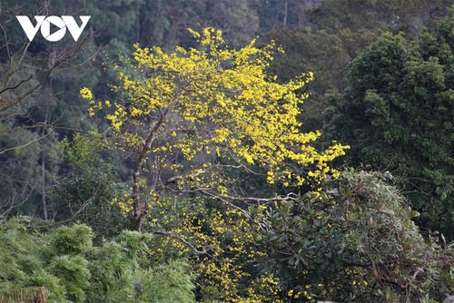 Gelbe Aprikosenblüte im heiligen Berg Yen Tu - ảnh 9