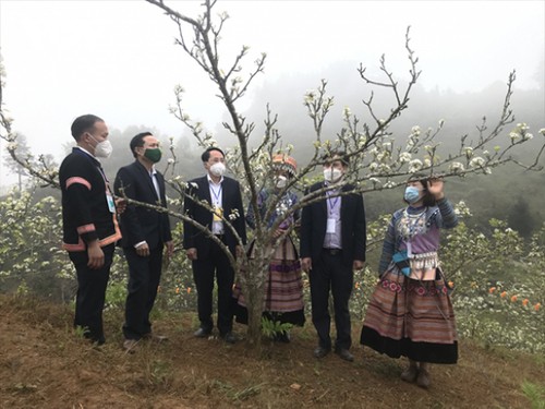 Pfirsichblüte-Festival in Si Ma Cai  - ảnh 1