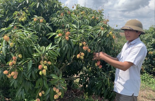 ການ​ປູກ​ຕົ້ນ​ລິນຈີ່​ຢູ່​ແຂວງ​ດັກ​ລັກ​ໃຫ້​ລາຍ​ຮັບ​ເຖິງເຄິ່ງ​ຕື້​ດົ່ງ​ຕໍ່​ເຮັກ​ຕາ - ảnh 2