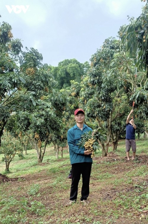 ການ​ໝູນ​ໃຊ້ວິ​ທະ​ຍາ​ສາດ​ເຕັກ​ໂນ​ໂລ​ຊີ-   “ໄມ້​ງັດ” ໃຫ້​ແກ່​ຂະ​ແໜງ​ກະ​ສິ​ກຳ​ແຂວງ ເຊີນ​ລາ - ảnh 2