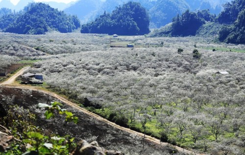 Valle de ciruelos de Na Ka, paraíso en la provincia de Son La - ảnh 1