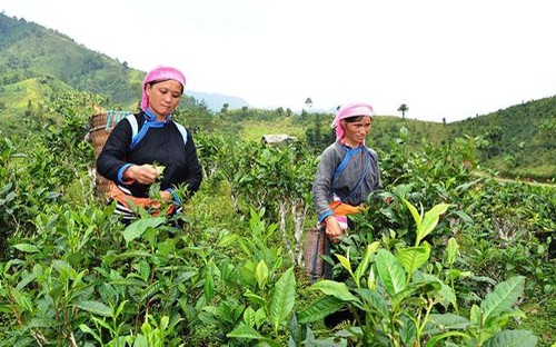 Lao Cai implementa eficientemente el programa “Cada comuna, un producto” - ảnh 1