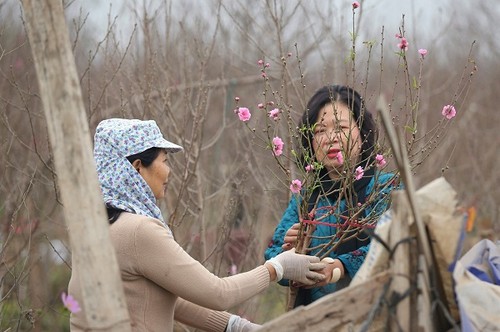 Ambiente dinámico en los viveros de melocotoneros y kumquats en Hanói en vísperas del Tet   - ảnh 2