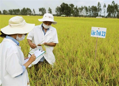 Construcción y desarrollo de marcas comerciales del Delta del río Mekong - ảnh 1