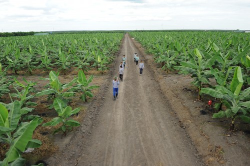 Binh Duong adopta políticas favorables a las inversiones en la agricultura - ảnh 1