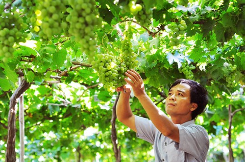 Promueven potencialidades y ventajas de Ninh Thuan por un desarrollo sostenible - ảnh 2