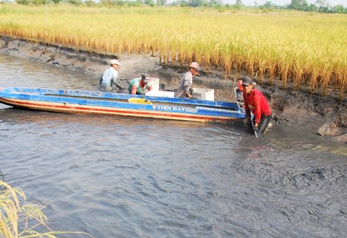 Cultivo combinado de arroz-camarón: un modelo económico sostenible para los campesinos en Ca Mau - ảnh 1