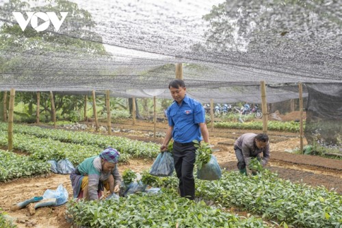 Un joven de la etnia Mong y su “ambiciosa meta” de cubrir de verde su tierra natal - ảnh 1