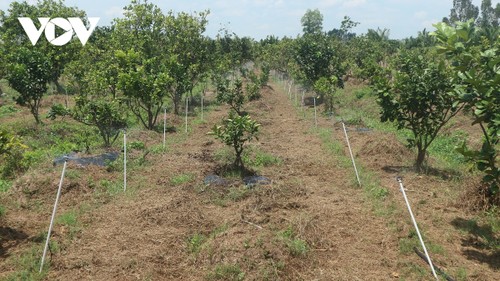 Promueven la transformación digital en la agricultura en Soc Trang  - ảnh 2