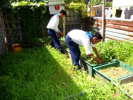 Mini-modelos agrícolas en islas de Truong Sa - ảnh 1