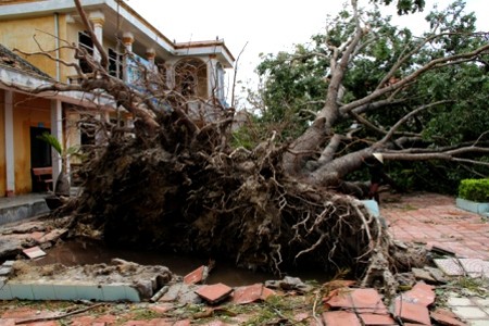 Prosiguen actividades en apoyo a damnificados por huracán Wutip - ảnh 1