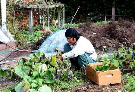 Cho Vuon, mercado de hortalizas vietnamitas en centro de Washington - ảnh 6