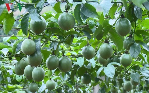 La culture du fruit de la passion à Môc Châu - ảnh 3