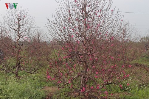 Les villages horticoles à l’approche du Têt - ảnh 1