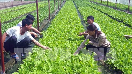 Changer les méthodes de production agricole pour s’adapter au dérèglement climatique - ảnh 1