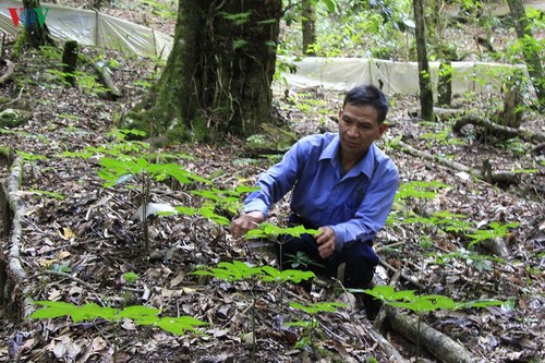 Les plantes médicinales, une aubaine pour les Sedang de Kon Tum - ảnh 2