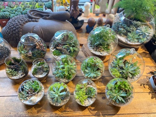 Le terrarium végétal enchante les jeunes - ảnh 3