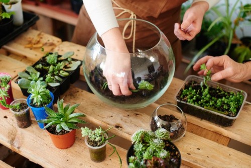 Le terrarium végétal enchante les jeunes - ảnh 1