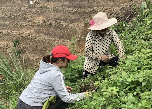 Hô Thi Kim Oanh et le thé au «ginseng du pauvre» de Ngoc Linh - ảnh 2