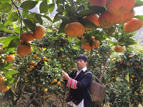 Tang Van Binh, un agriculteur généreux - ảnh 1