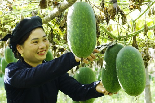 Bac Kan mise sur les coopératives pour accélérer son développement - ảnh 2