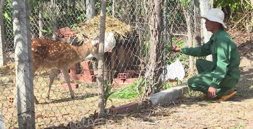 L’élevage des cerfs Sika, une reconversion réussie - ảnh 1