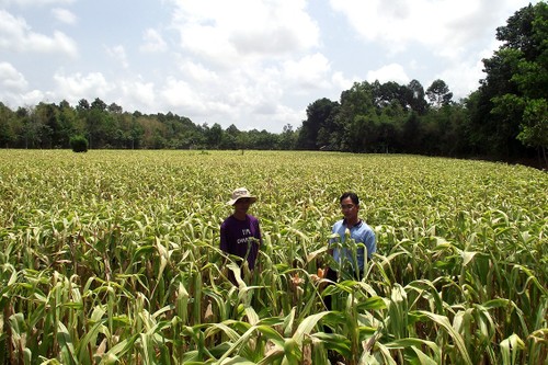 La nouvelle ruralité avance à grands pas à Trà Vinh - ảnh 1