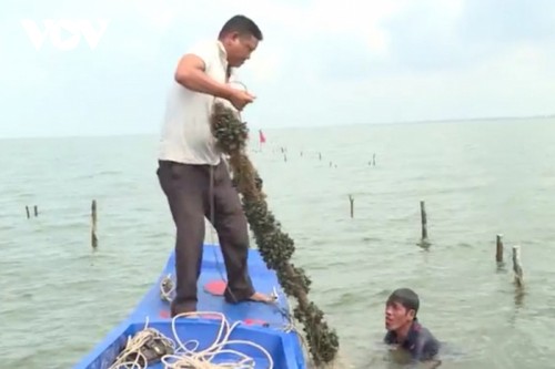 L’or vert de Kiên Giang  - ảnh 2