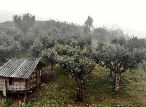 Le théier Shan Tuyêt, un patrimoine vietnamien - ảnh 1