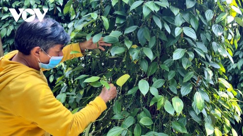 Les poivriers, gage de développement durable à Gia Lai - ảnh 1