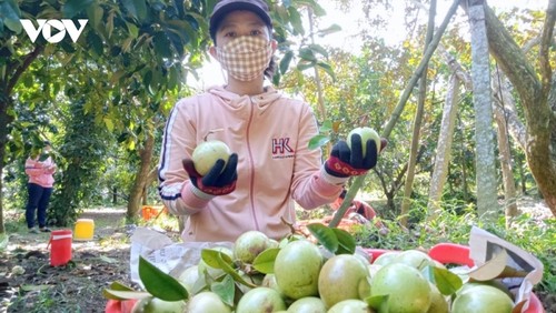 Écoulement de produits agricoles: Les agriculteurs des régions montagneuses et reculées en quête de soutien - ảnh 1