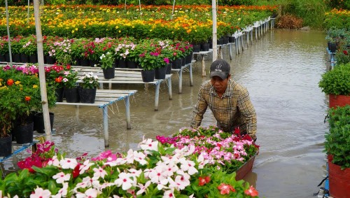 Hommage aux horticulteurs de Sa Déc - ảnh 1