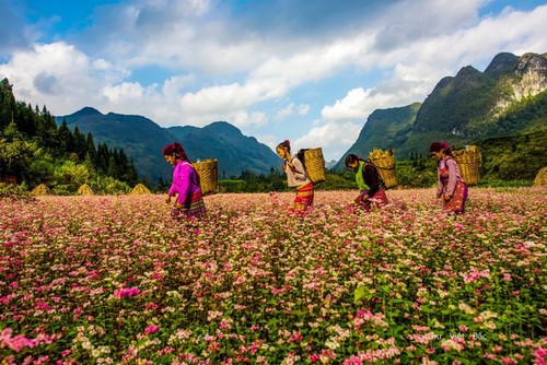 Positionnement et construction de la marque touristique Ha Giang - ảnh 1