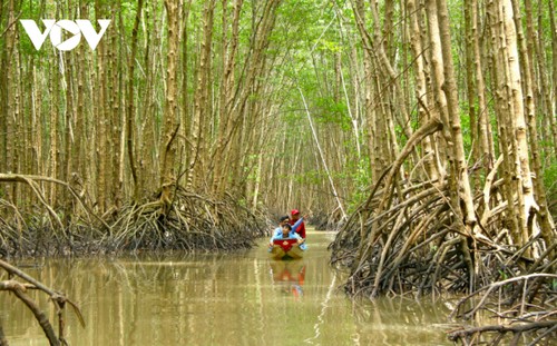 Cà Mau garantit la gestion durable des forêts - ảnh 1