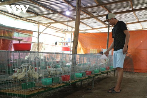 Vo Hoàng Vinh, un jeune entrepreneur qui s’enrichit grâce à son modèle d'élevage de poulets péruviens - ảnh 1