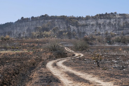Incendies de forêt dans l’Aude: 3.000 pompiers mobilisés contre les flammes - ảnh 1