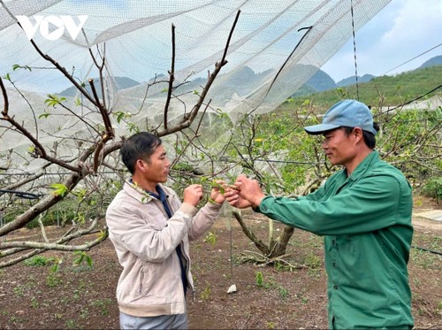 Son La, un modèle de développement agricole et de croissance économique - ảnh 1