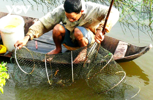 Cua Cà Mau tại sao ngon, ai cũng muốn thưởng thức? - ảnh 4