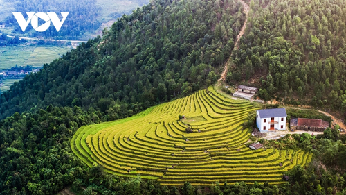 Lên biên giới Bình Liêu ngắm lúa vàng, lau trắng - ảnh 2