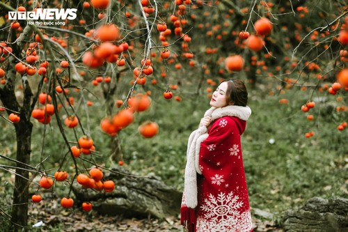 Mùa hồng chín rộ trên cao nguyên Mộc Châu, du khách nô nức đổ về săn ảnh đẹp - ảnh 10