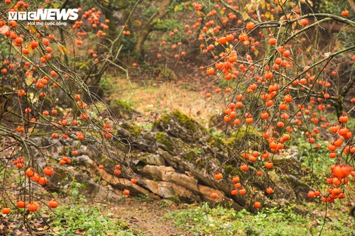 Mùa hồng chín rộ trên cao nguyên Mộc Châu, du khách nô nức đổ về săn ảnh đẹp - ảnh 1