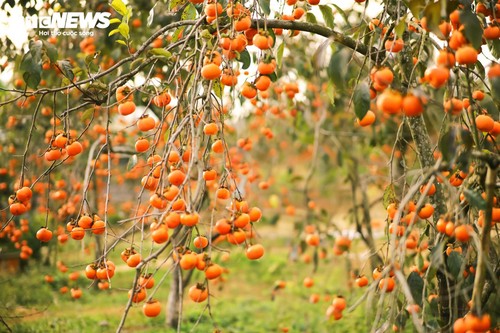 Mùa hồng chín rộ trên cao nguyên Mộc Châu, du khách nô nức đổ về săn ảnh đẹp - ảnh 2