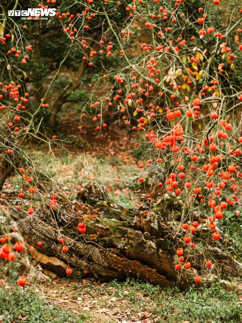 Mùa hồng chín rộ trên cao nguyên Mộc Châu, du khách nô nức đổ về săn ảnh đẹp - ảnh 3