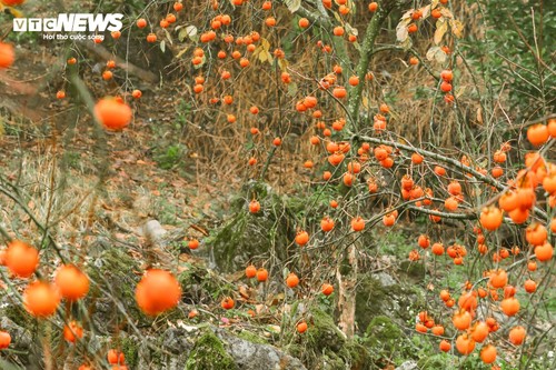 Mùa hồng chín rộ trên cao nguyên Mộc Châu, du khách nô nức đổ về săn ảnh đẹp - ảnh 4