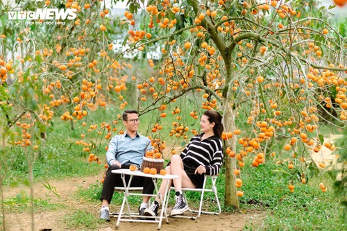 Mùa hồng chín rộ trên cao nguyên Mộc Châu, du khách nô nức đổ về săn ảnh đẹp - ảnh 5