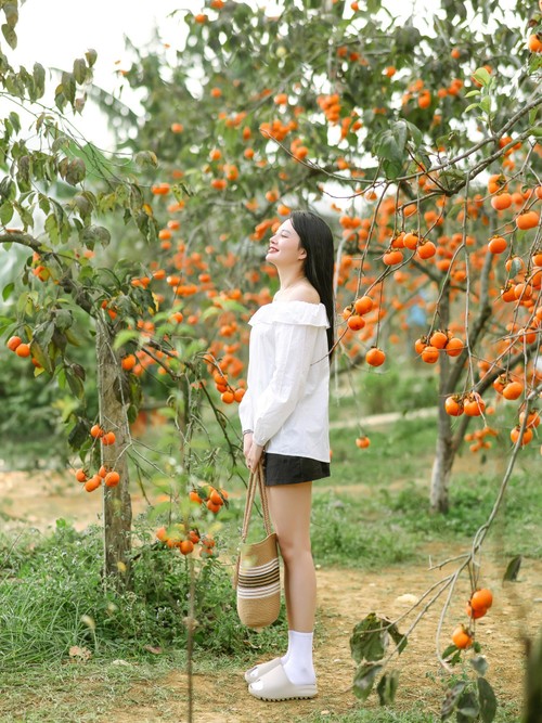 Mùa hồng chín rộ trên cao nguyên Mộc Châu, du khách nô nức đổ về săn ảnh đẹp - ảnh 6